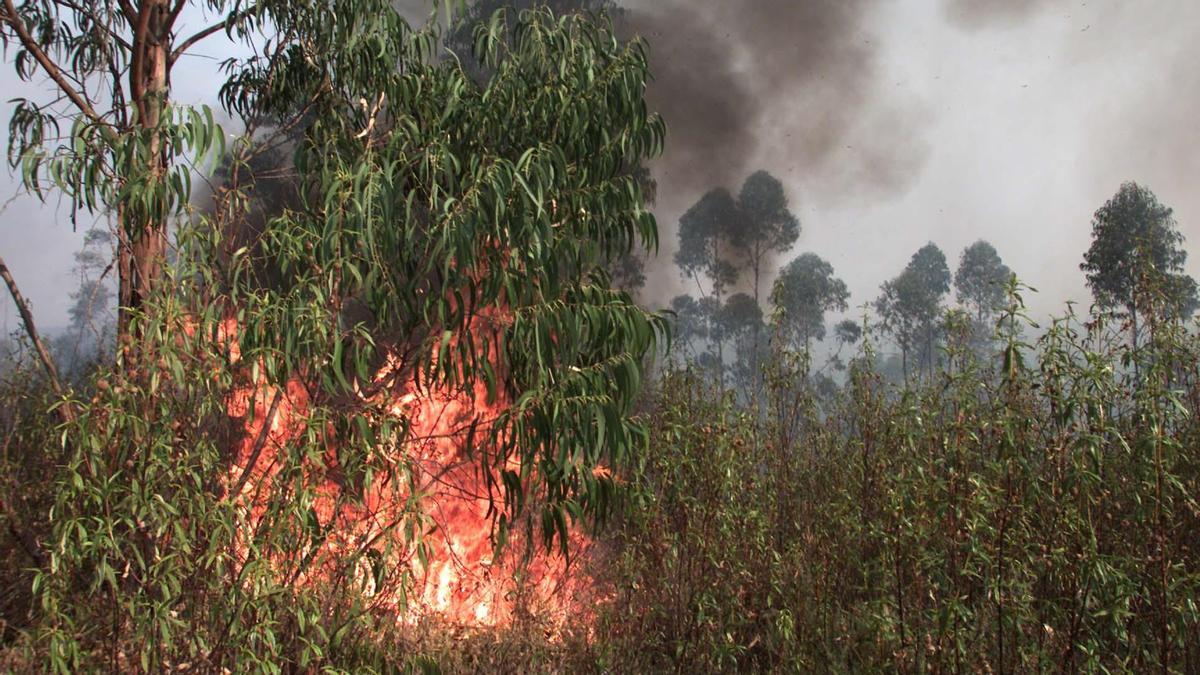 Fuego en las cercanías del Coto Nacional de Pata del Caballo durante el incendio de 2004.