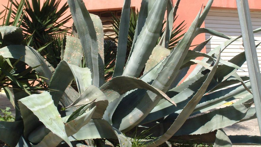 Digressió en clau de sol