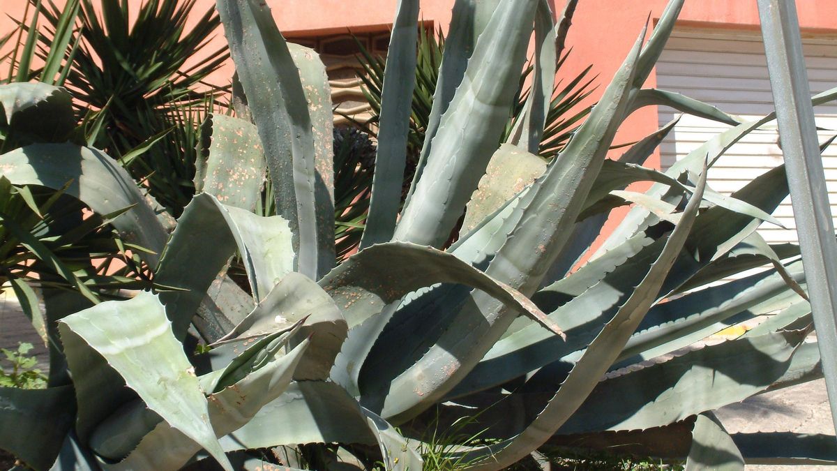 Atzavara (Agave Americana)
