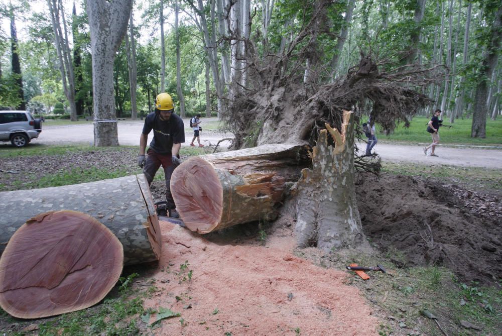 Cau un plàtan de 62 metres al parc de la Devesa