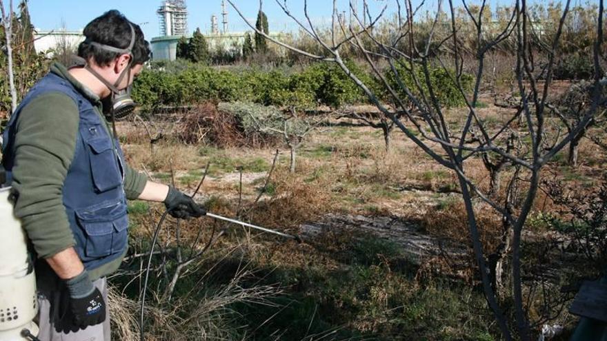 Las quejas por mosquitos en Almassora pasan de más de 100 en 2015 a dos este verano