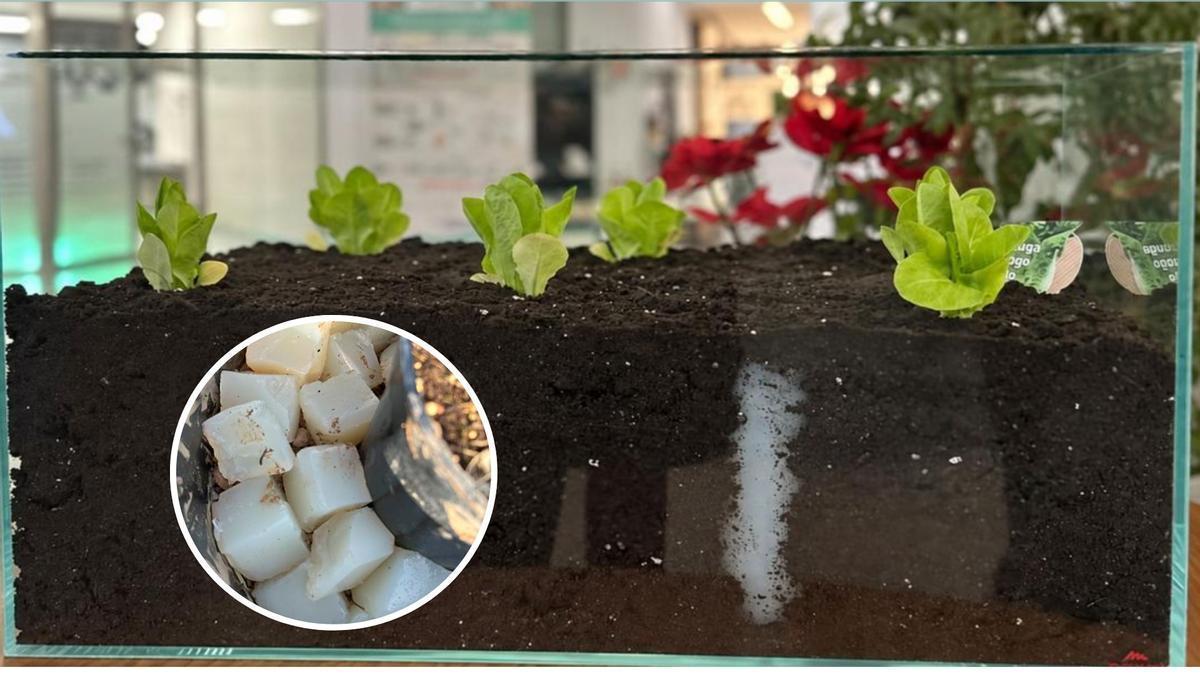 El sistema retiene el agua durante semanas y la libera de forma gradual solo cuando la planta la necesita