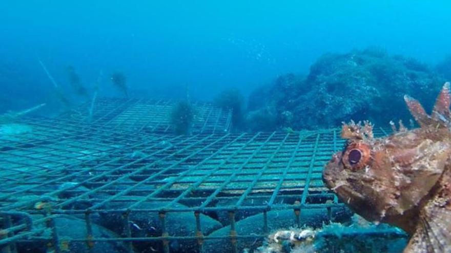 Elaboren un vi escumós al fons del mar de Blanes