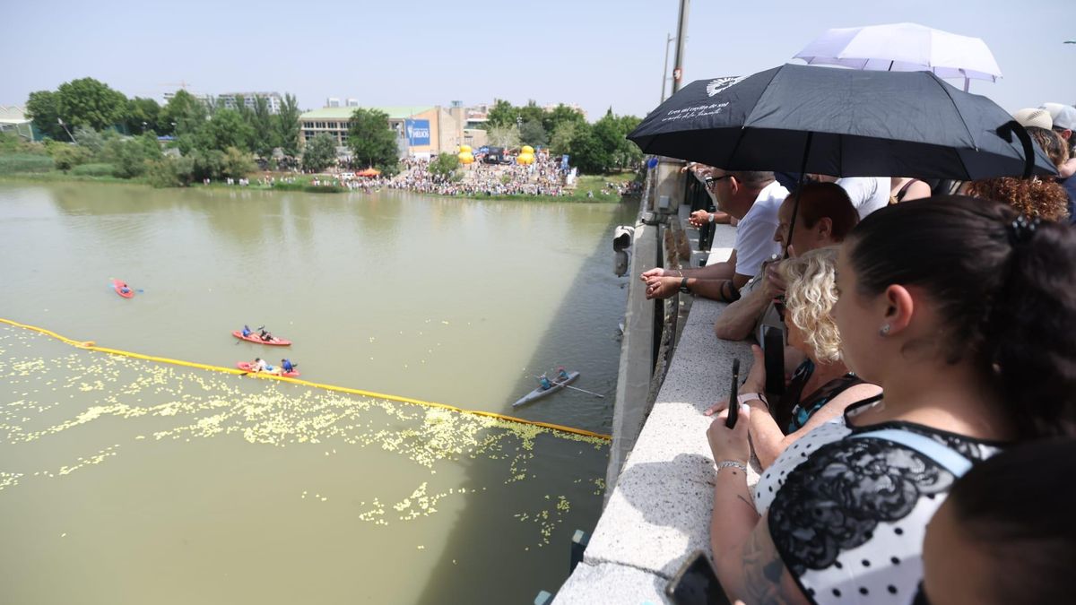 Imagen de los patitos desde el puente de La Almozara. A
