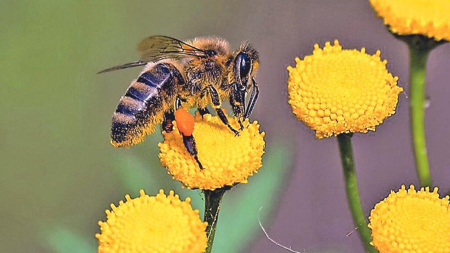 Un toque de conciencia sobre las abejas