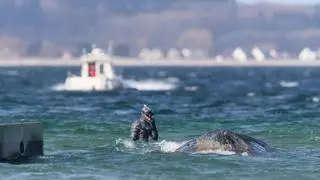 La ballena jorobada encallada en Alemania vuelve a nadar tras liberarse por sus propios medios en el mar Báltico