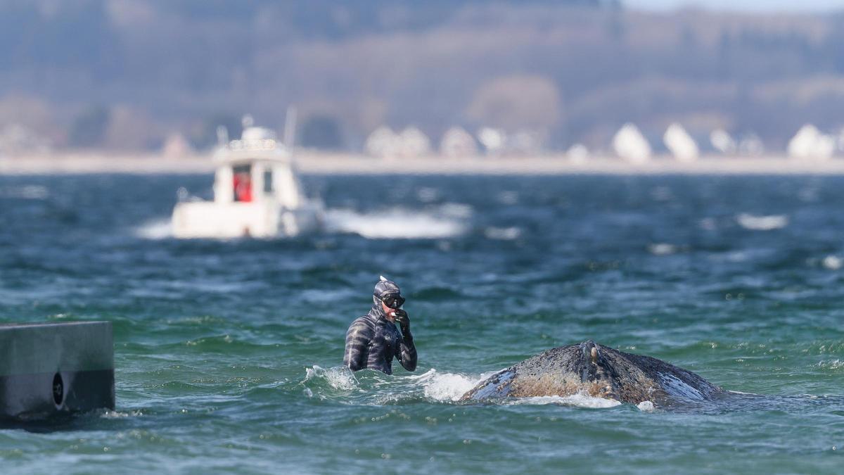 La ballena jorobada varada en el mar Báltico alemán empieza a nadar