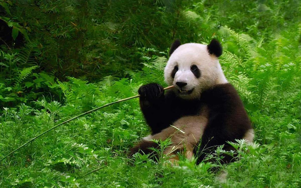 El linaje del actual oso panda se originó en España