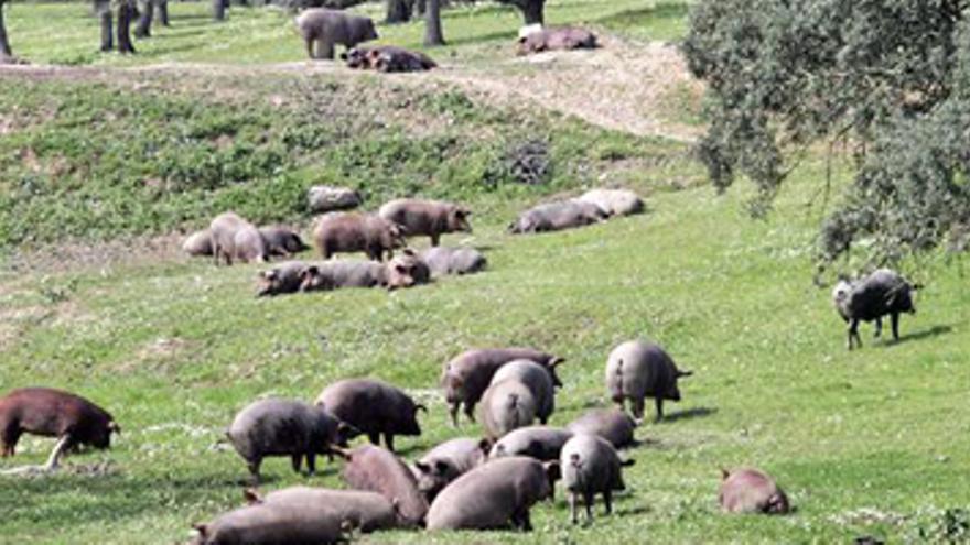 Expertos aconsejan &quot;desratizaciones efectivas&quot; contra leptospirosis porcina