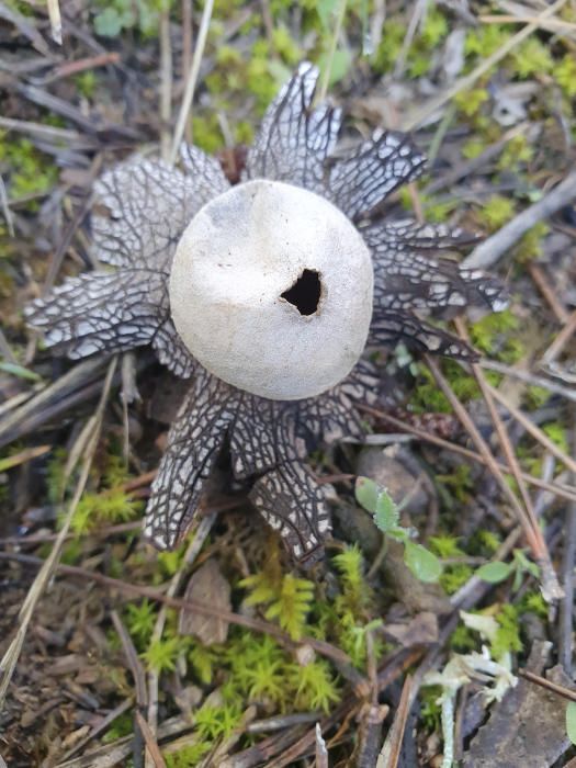 Bolet curiós a Gargallà.