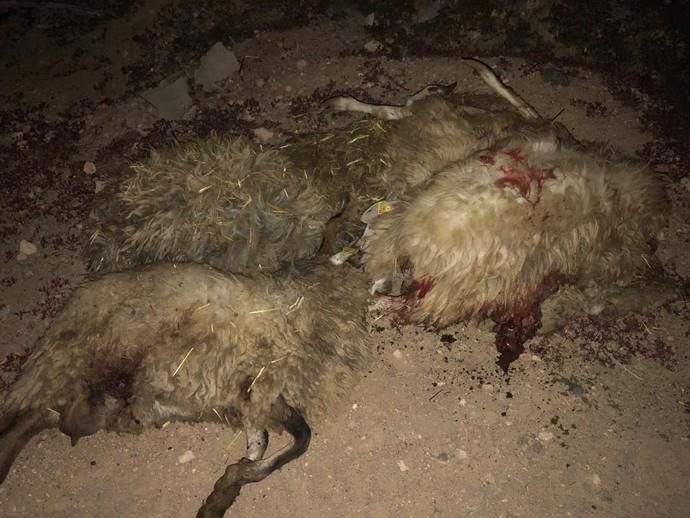 Tres perros matan a veinte ovejas en una finca en Telde