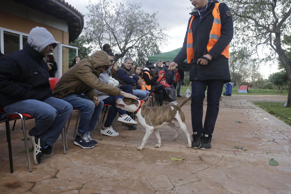 Wer rettet einen Hund aus Son Reus vor dem Tod?