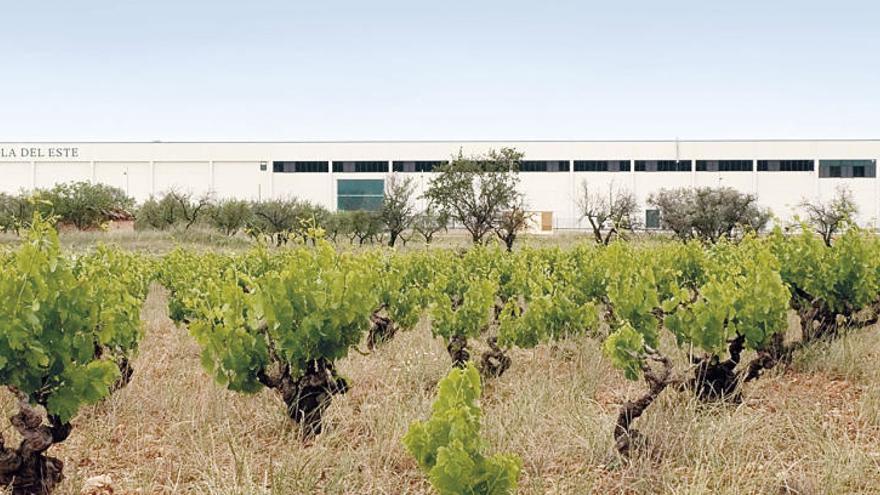 La apuesta por el cava ecológico consolida a Unión Vinícola del Este en el ámbito internacional