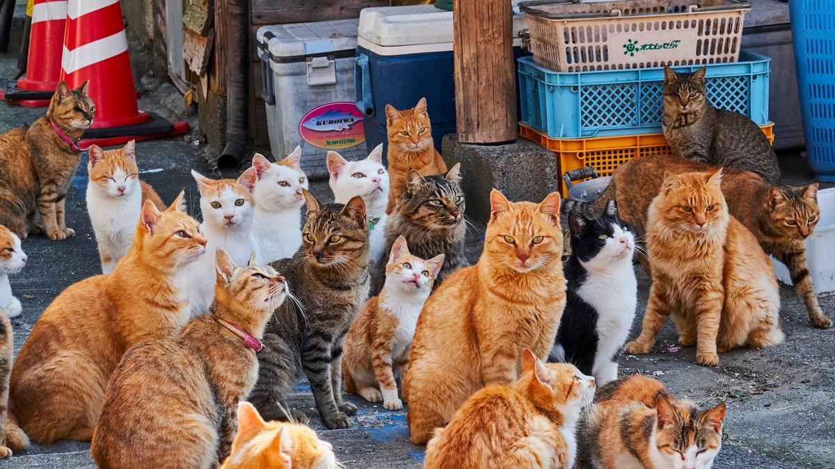 Comprar La Isla De Los Gatos | | 44,99