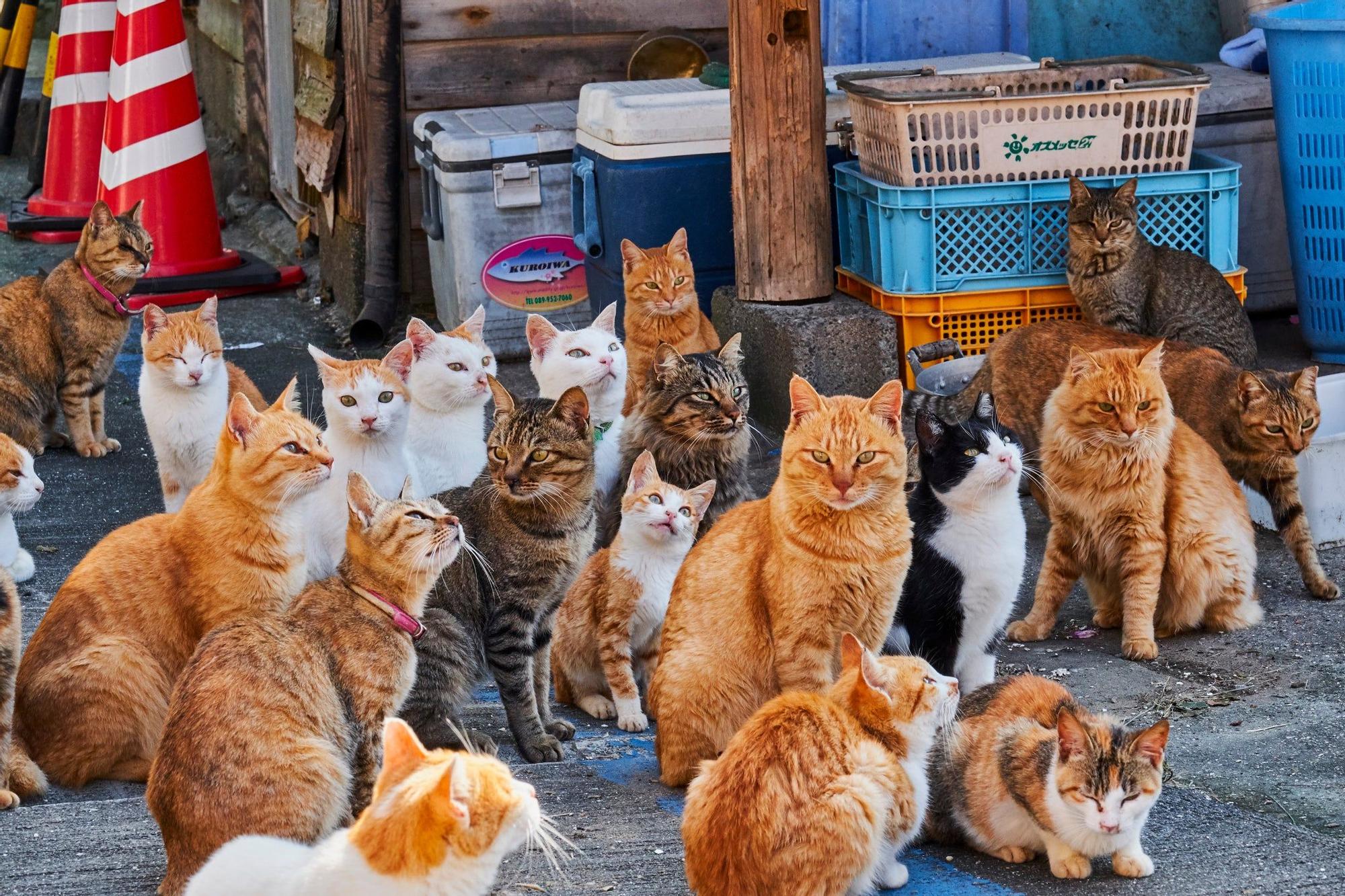 Así Es La Isla Japonesa Con Más Gatos Que Personas Viajar 0728