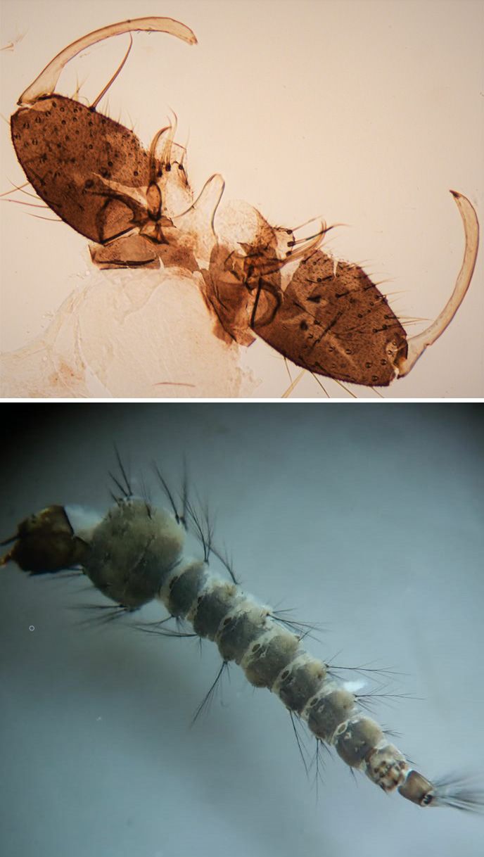 Larva de y genitalia masculina de "Anopheles plumbeus"