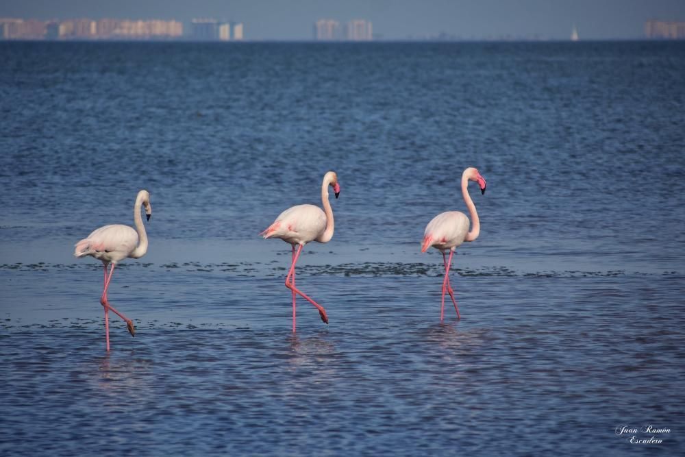 Flamencos en el Mar Menor