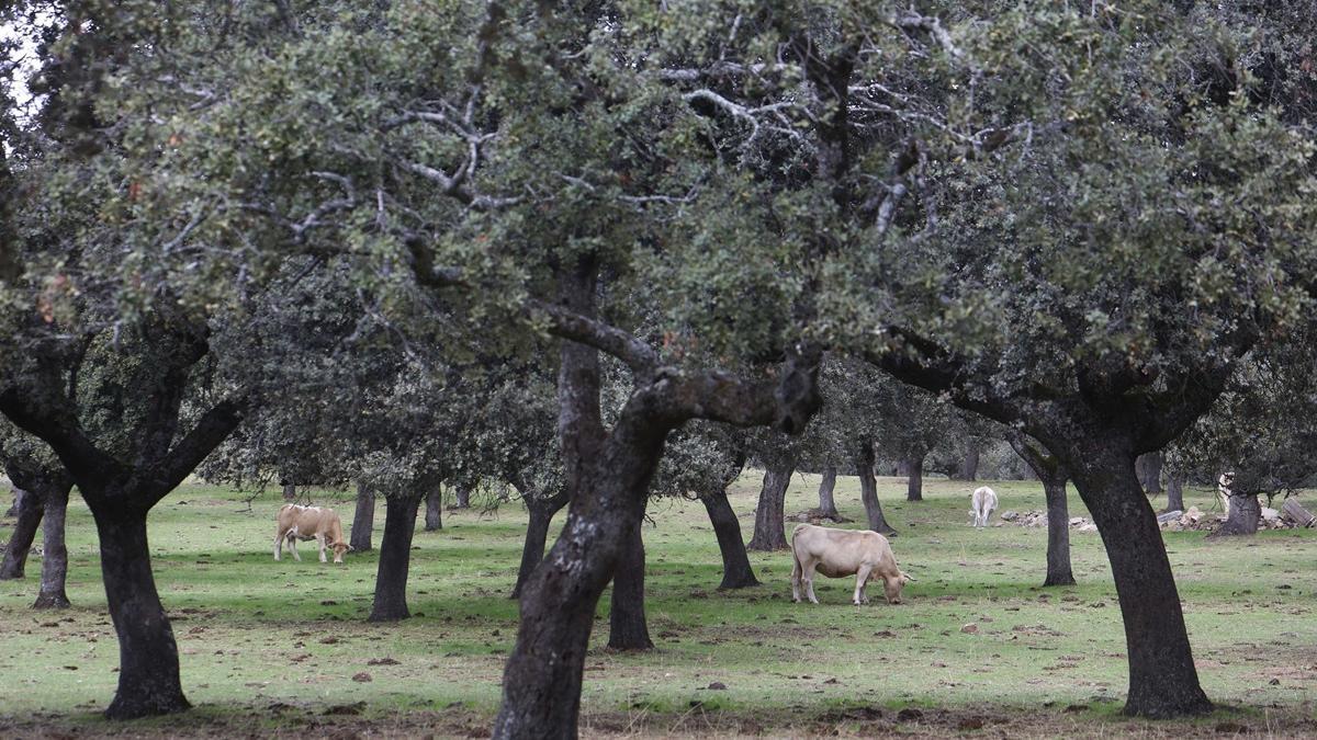 Ganado vacuno en una dehesa del Valle de los Pedroches.