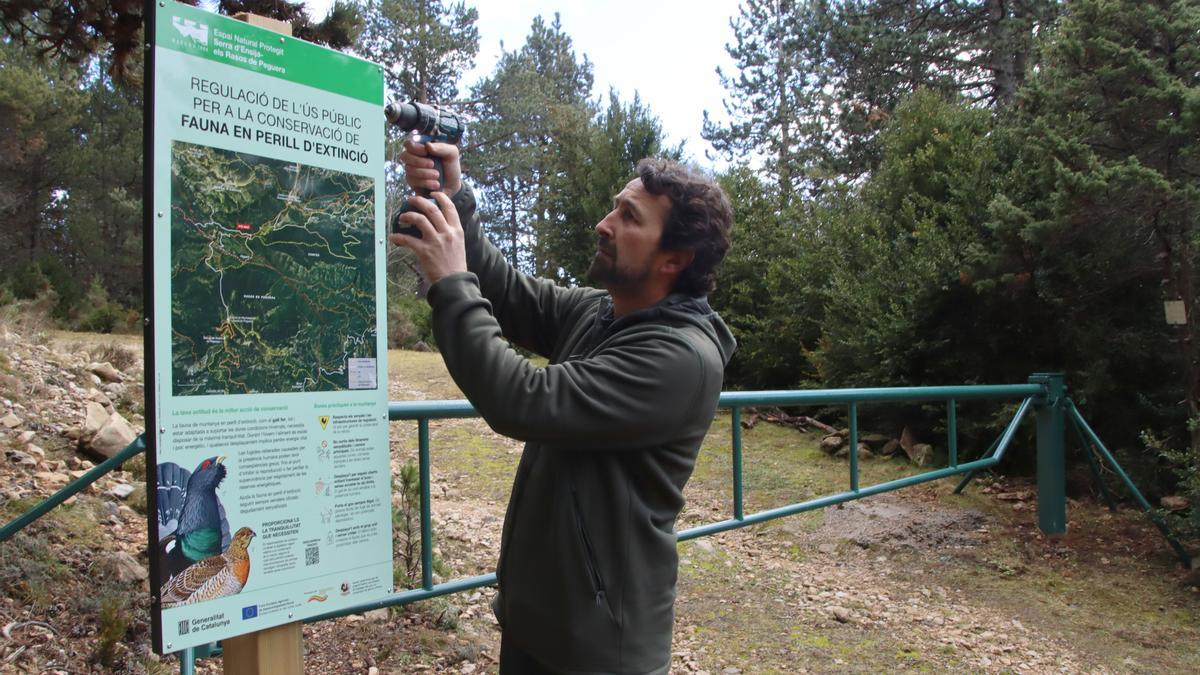 El director de Paisatges Vius, Guillem Mas, instal·la un dels cartells que informen del gall fer