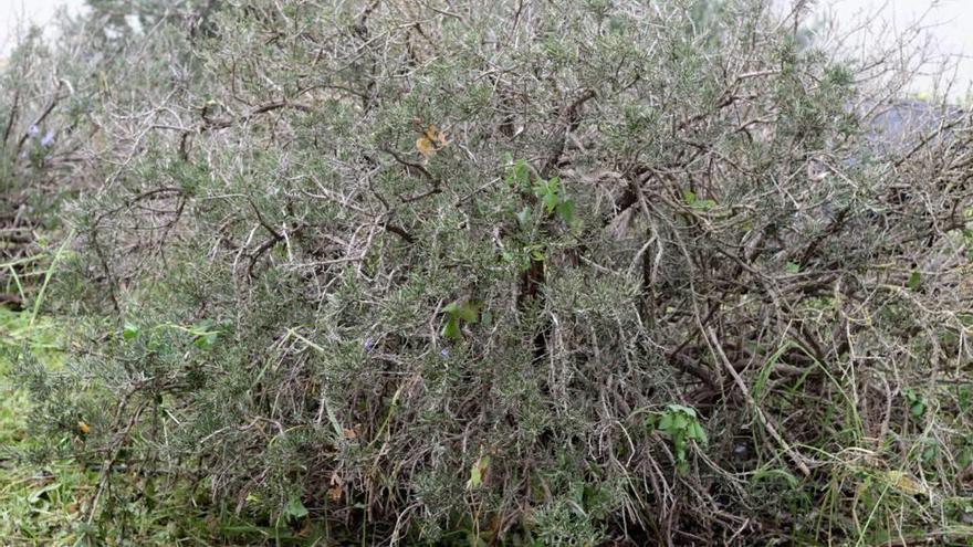 Imagen del romero del campus de la UIB, con las ramas prácticamente secas por la ´Xylella´.