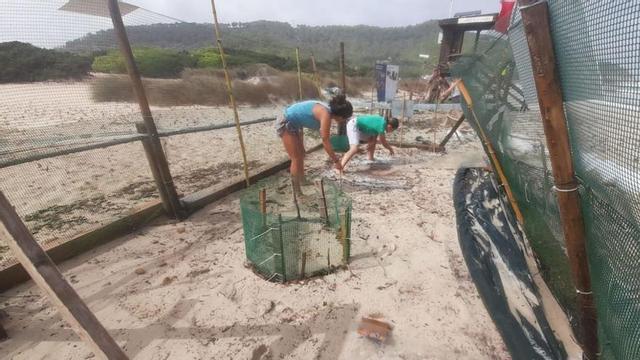 Voluntarios y trabajadores protegen el nido de tortugas de es Cavallet durante el temporal de este fin de semana abriendo zanjas e instalando sacos.