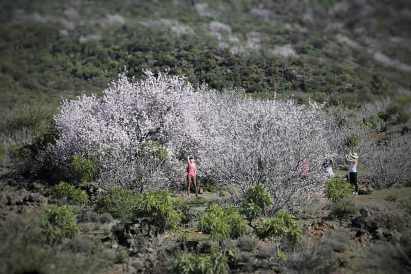 Ruta del Almendro en Flor en Santiago del Teide