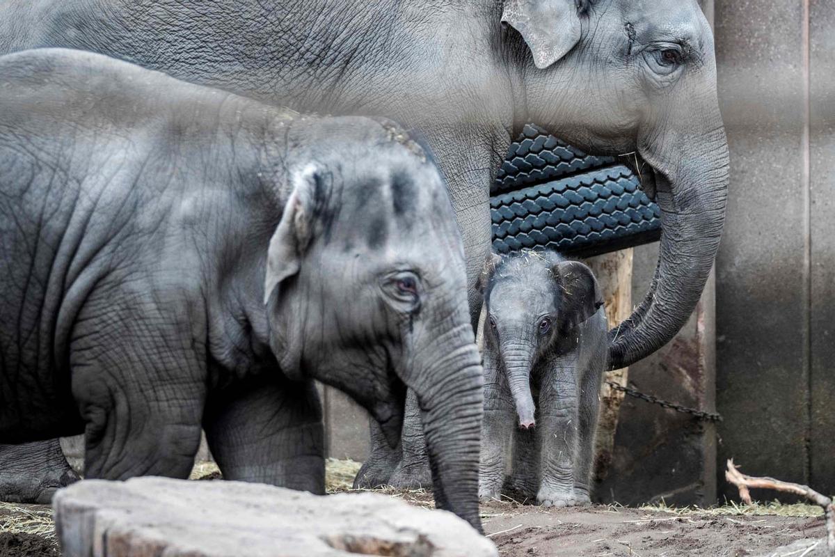 Una cría de elefante recién nacida pasea el zoo de Copenhague