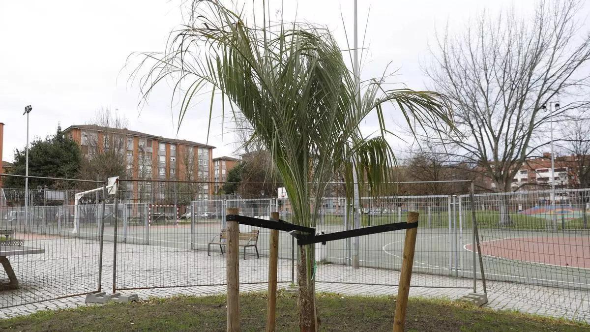 El parque de Las Palmeras, en el barrio gijonés de Contrueces.