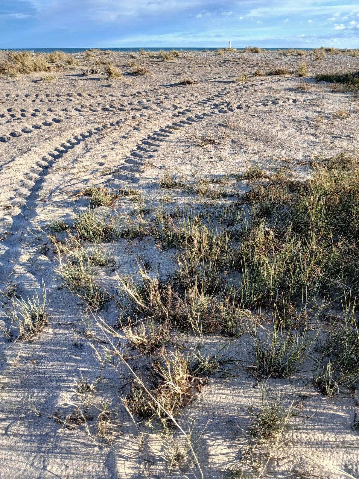 Con el proceso de labores realizado podrían haberse visto afectadas algunas plantas del lugar.