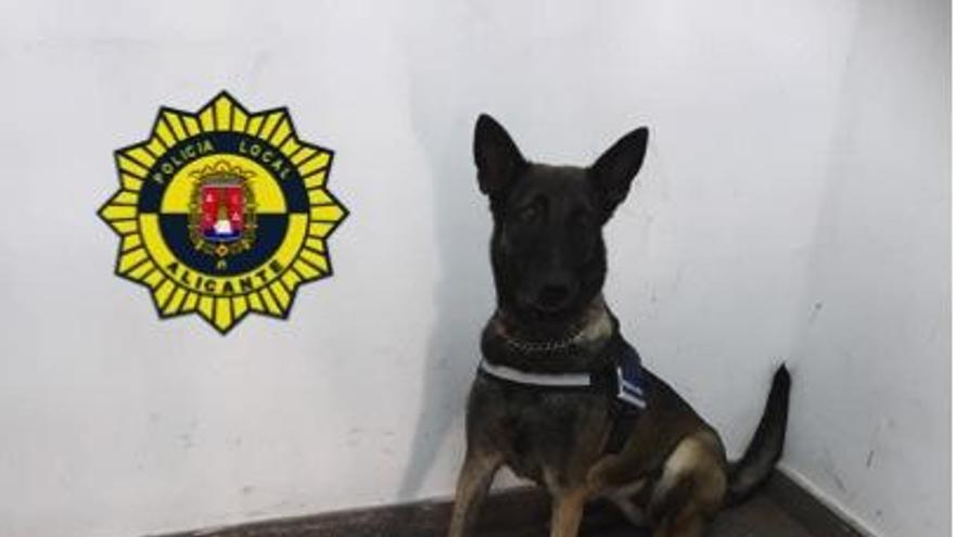 La Unidad Canina de la Policía Local de Alicante decomisa en la Estación de Autobuses un alijo de 20 Kilos de hachís en el autobús