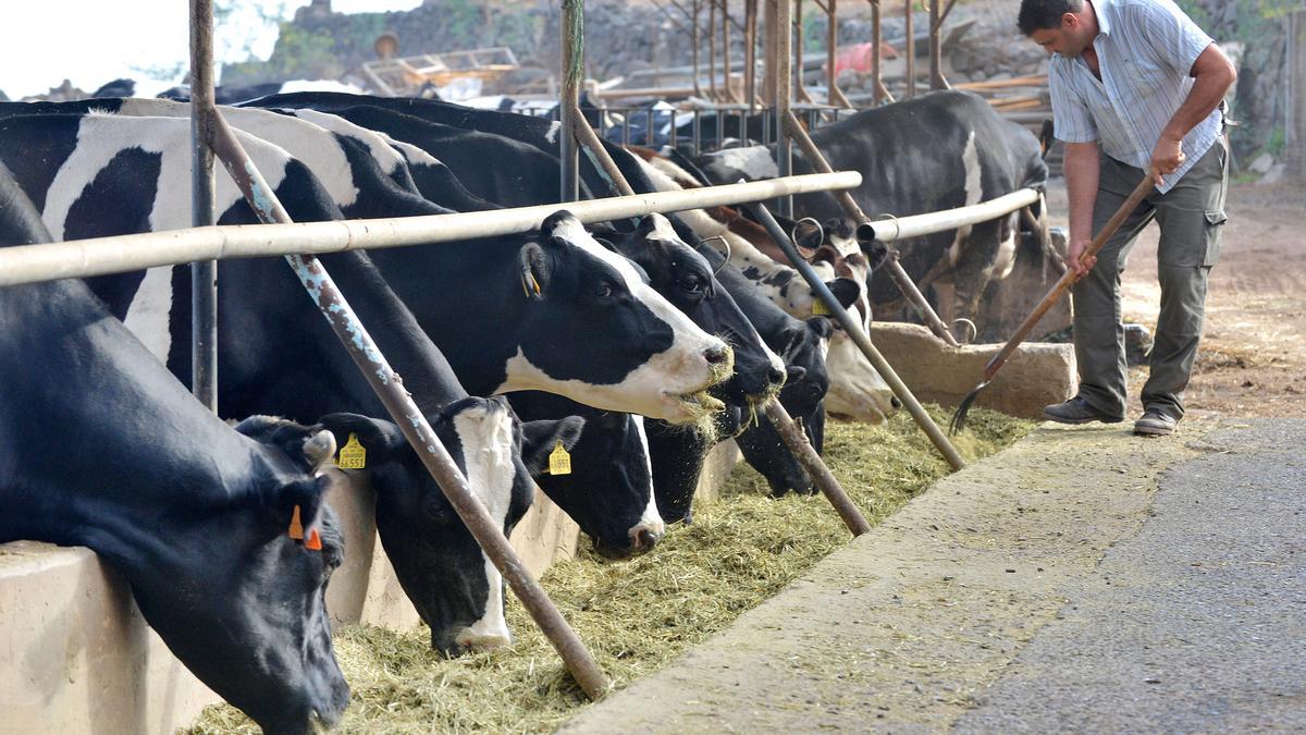 Un ganadero alimenta a sus reses de vacuno en una granja de la isla