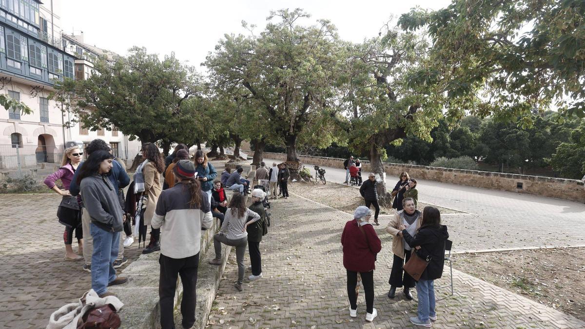 Actividad de los vecinos esta mañana para reivindicar su oposición a la tala de los bellasombra.