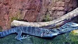 Un fascinante varano azul de Indonesia termina en Tenerife víctima del tráfico ilegal