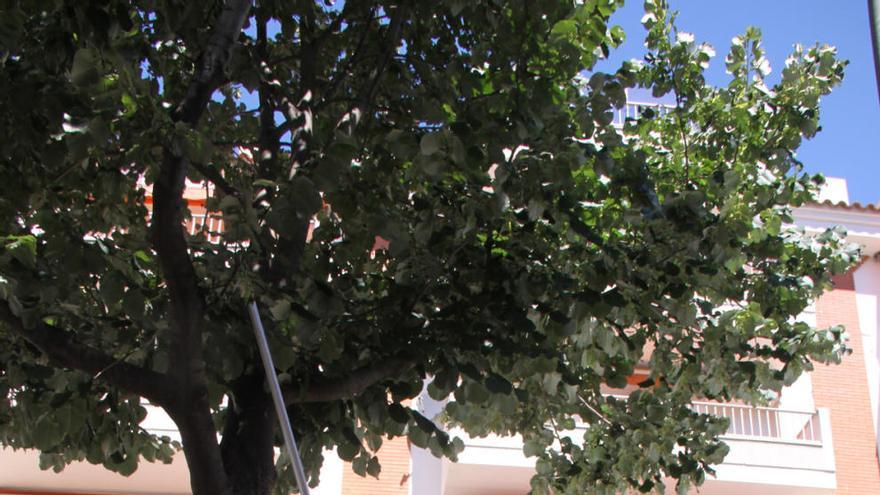 Els tècnics de la brigada treballant en un arbre aquest matí