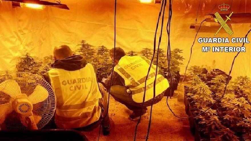 Un detenido por cultivar marihuana en Oropesa