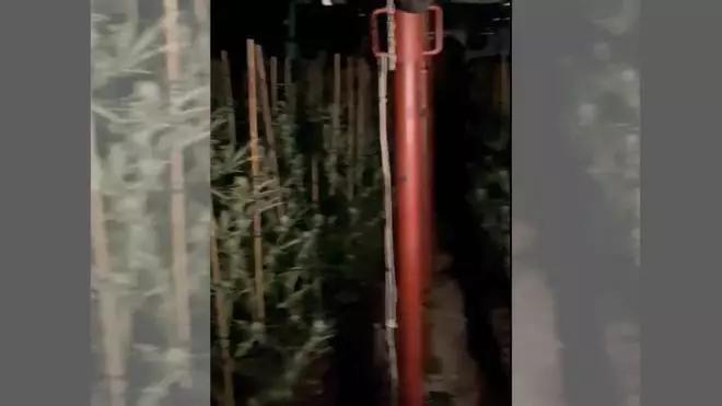 Vídeo: Denuncia que no li paguen la llum d'una nau llogada a Maçanet i descobreixen un cultiu de marihuana a l'interior