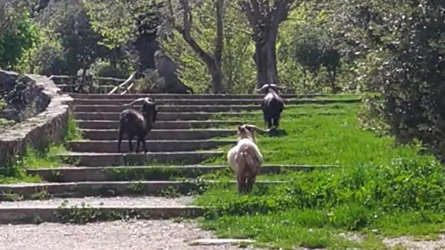Vídeo: Quatre cabres salvatges visiten Queralt