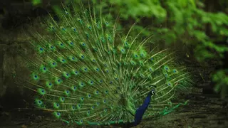 Descubren que los pavos reales "disparan" láseres desde sus colas