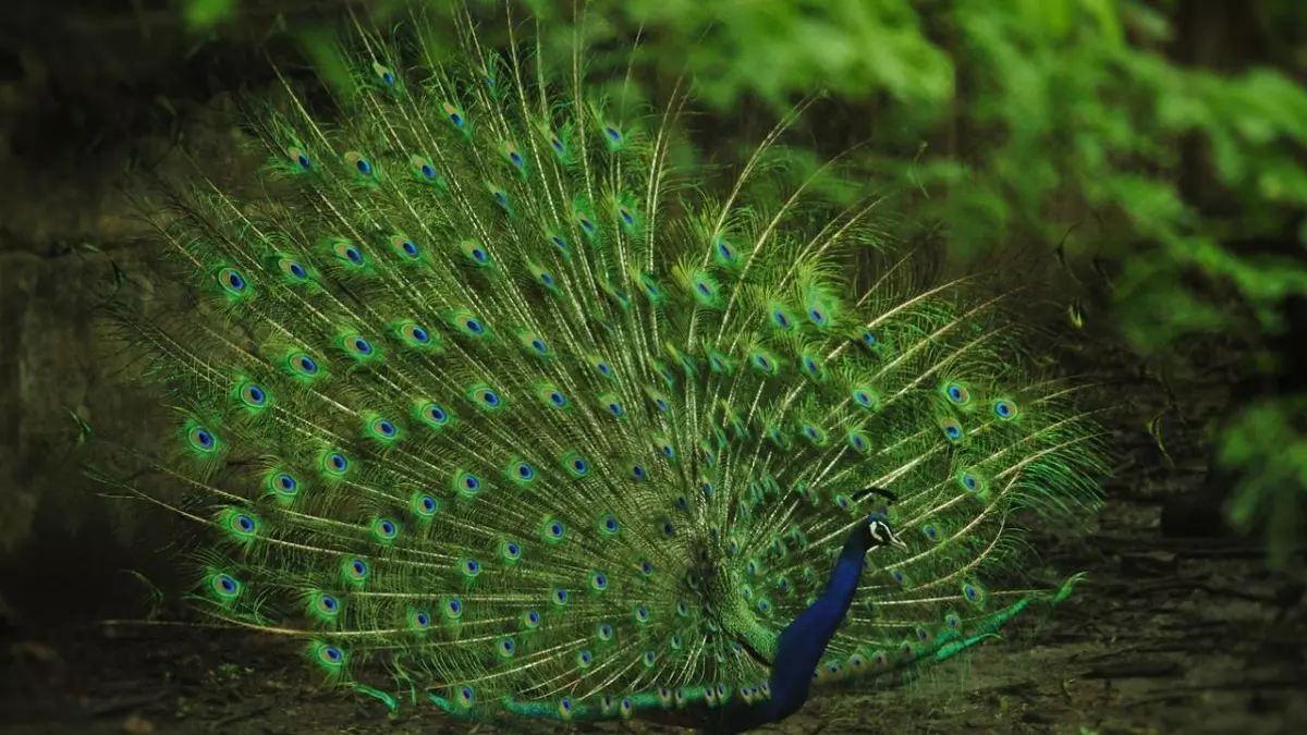 Descubren que los pavos reales "disparan" láseres desde sus colas