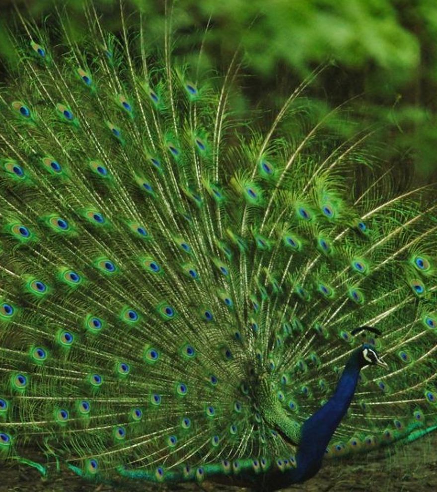 Descubren que los pavos reales &quot;disparan&quot; láseres desde sus colas