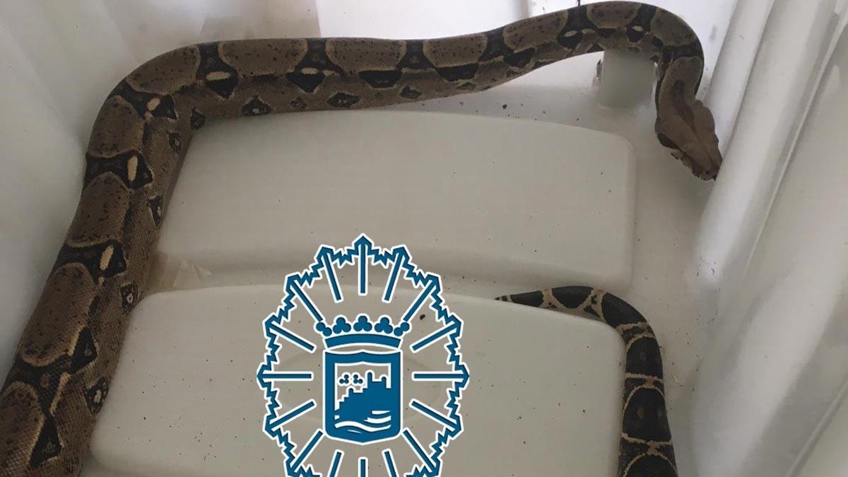 Intervenida una boa constrictor usada en la playa de Málaga como reclamo para hacerse fotos