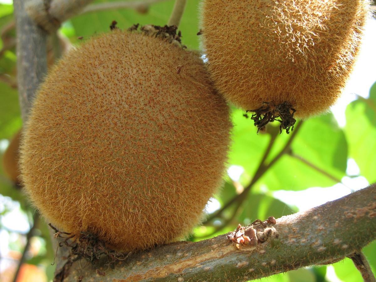 Planta del kiwi: así puedes cultivarla en tu jardín.