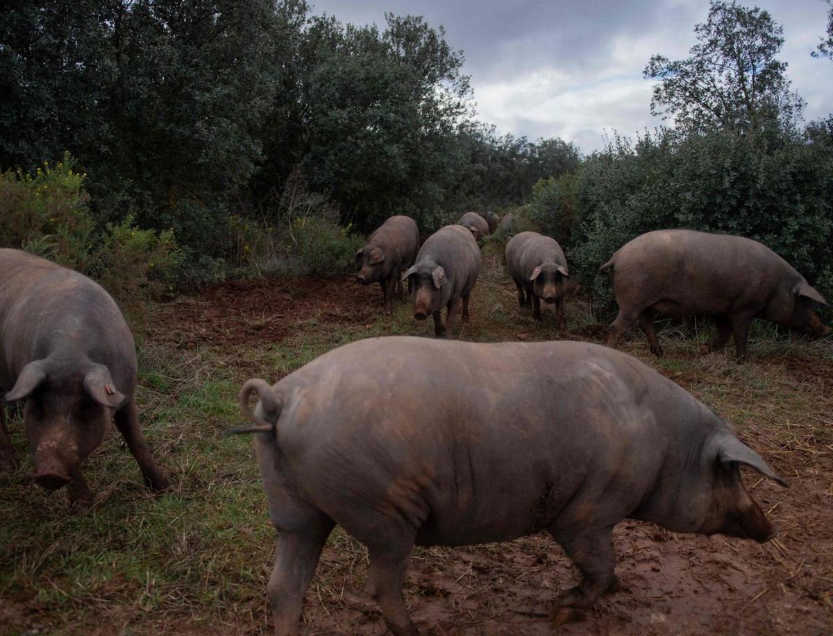 El sector de l’ibèric pressiona perquè el Japó i Mèxic no es tanquin als seus productes