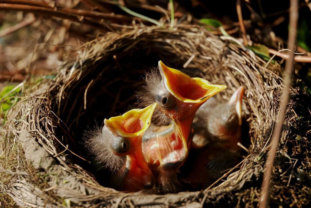 Las aves pueden abandonar a sus crías al huir despavoridas
