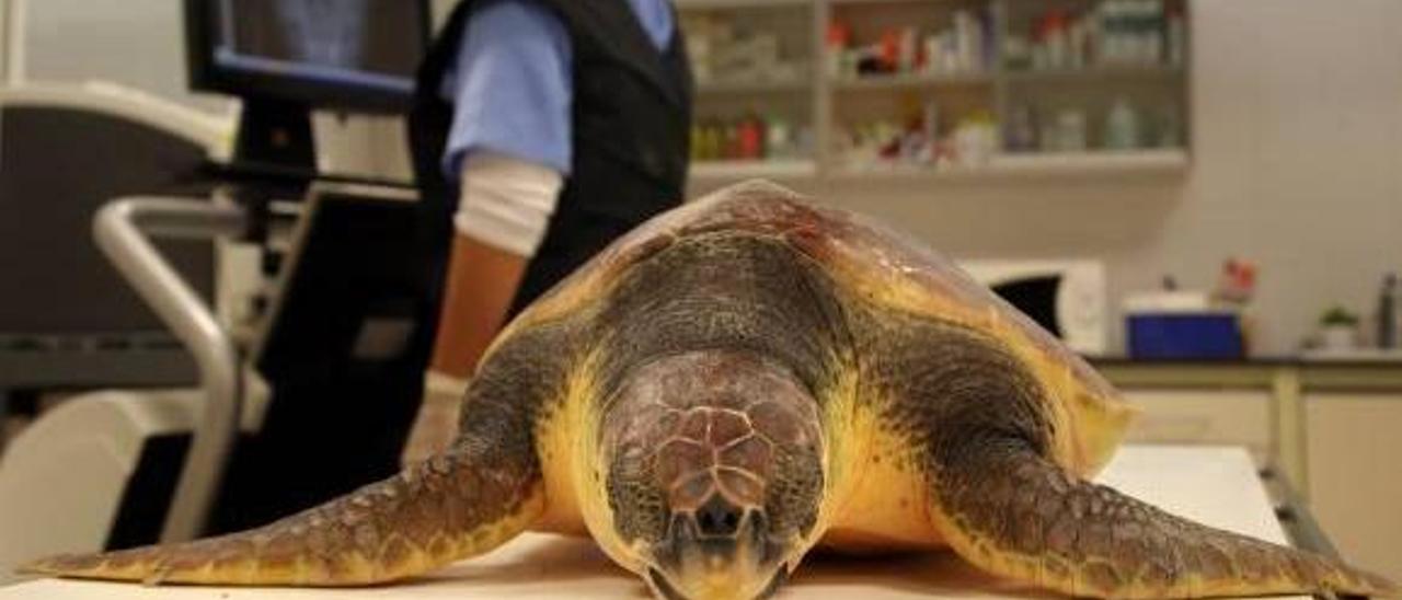 Una tortuga marina atendida en el Arca del Mar del Oceanogràfic.