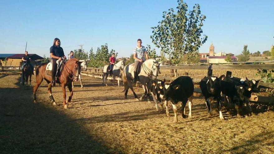 Alumnos de doma &quot;western&quot; del Centro Ecuestre conducen un rebaño de terneros por la arena.