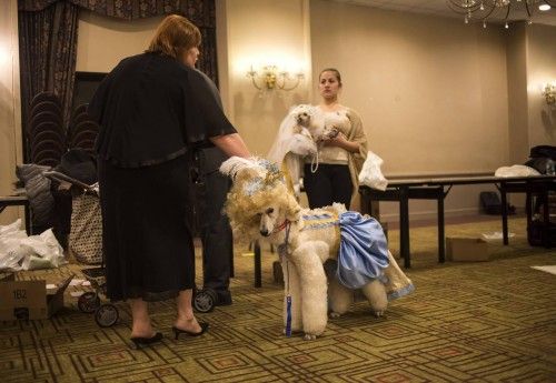 La pasarela de la moda canina de Nueva York ha mostrado cómo se visten algunas de las mascotas más glamurosas