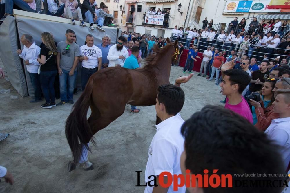 Caballo a pelo Caravaca (Desfile)