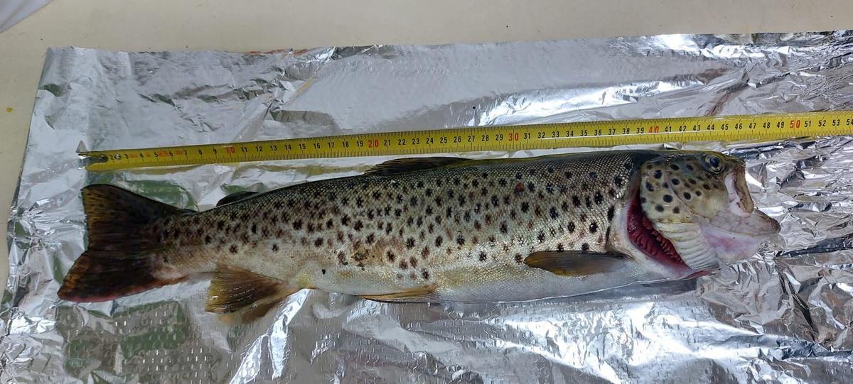 Medida de la trucha pescada por Marcos Vede Arbas en el río Coto.