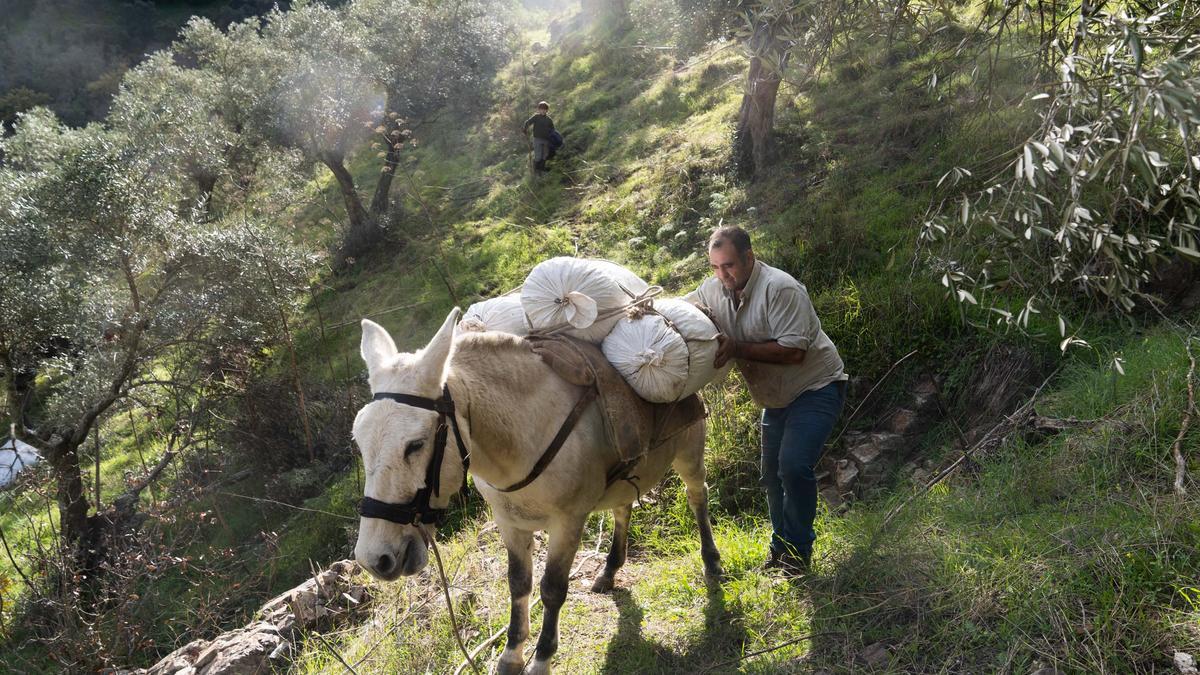 Labores en un olivar de montaña de la provincia de Córdoba.